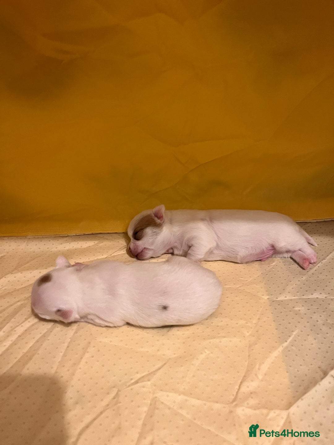 Chihuahua dogs for sale: 1 male chihuahua  - Advert 2