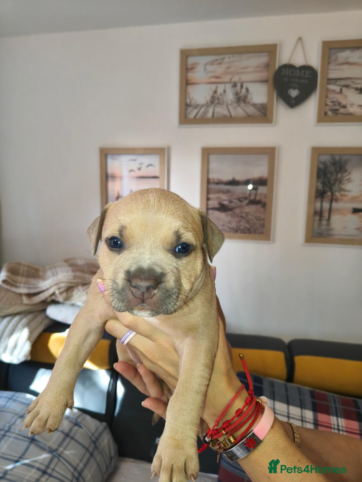 Staffordshire Bull Terrier dogs for sale:  Staffordshire bull terrier unique Red Gold  - Advert 4