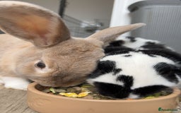English Lop rabbits for sale: Two Girl rabbits seeking for new home  - Image 2