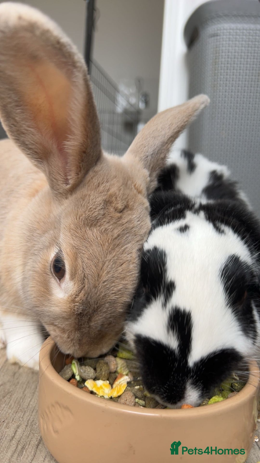 English Lop rabbits for sale: Two Girl rabbits seeking for new home  - Image 2