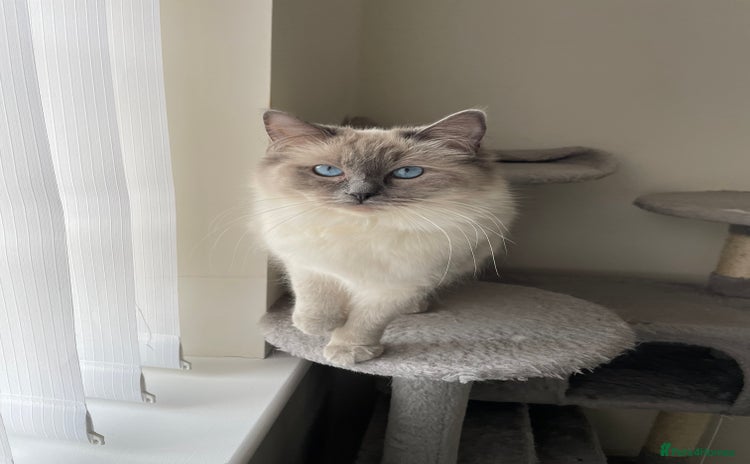 Ragdoll cats - Advert 8