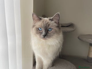 Ragdoll cats - Advert 12