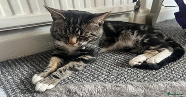 Mixed Breed rodents in Dewsbury - Advert 5