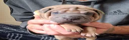 Staffordshire Bull Terrier dogs for sale: Staffy x sharpei  - Advert 8