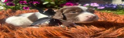 English Springer Spaniel dogs for sale: Springer Spaniel Puppies in Shrewsbury - Advert 5