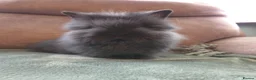 Lionhead rabbits for sale: Silly Tame 9wk old Smokey Grey lion head - Advert 16