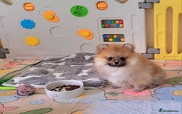 Pomeranian dogs for sale: 🔥XXXS🔥Pomeranian puppies🔥KC reg🔥for sale🔥 - Image 8
