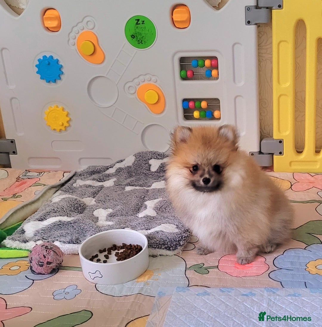 Pomeranian dogs for sale: 🔥XXXS🔥Pomeranian puppies🔥KC reg🔥for sale🔥 - Image 8
