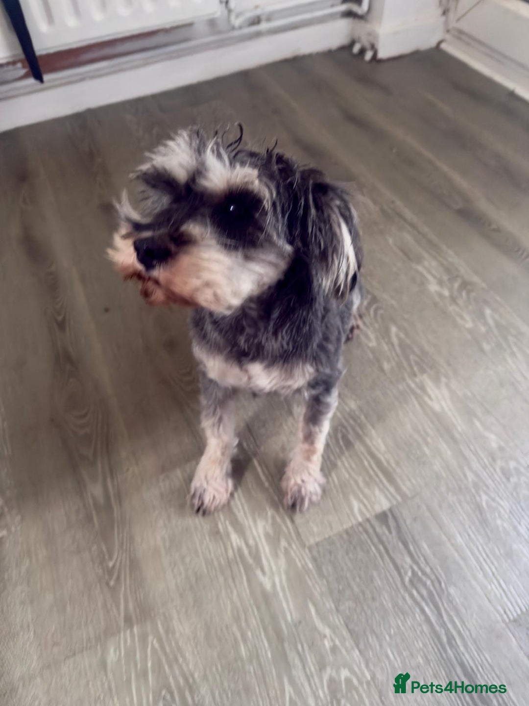 Schnauzer dogs for sale: sweet schnauzer available - Advert 2