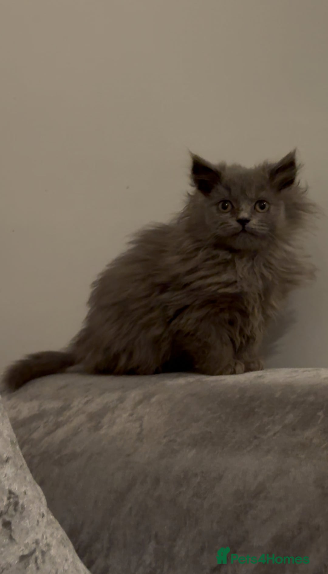 British Longhair cats for sale: Adorable British Longhair Kittens Ready Now! - Advert 14