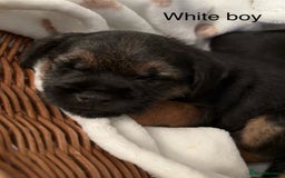 Border Terrier dogs for sale: 2 exceptional KC registered Border Terrier pups - Image 12