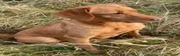 Labrador Retriever dogs for sale: Health Tested Working Labrador Puppies - Advert 3
