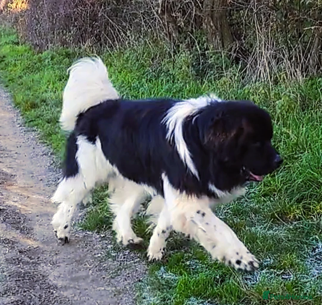 Newfoundland dogs for stud: KC registered health tested Landseer Newfoundland  in Ilkeston - Advert 14