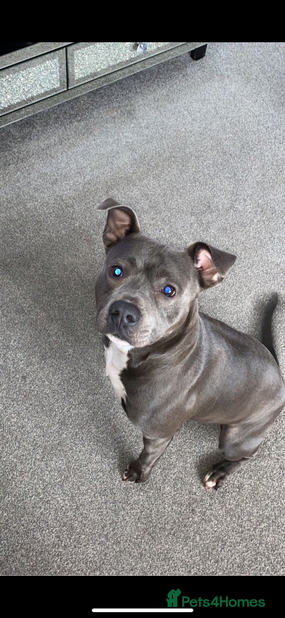 Mixed Breed dogs Blue staffy cross - Advert 12