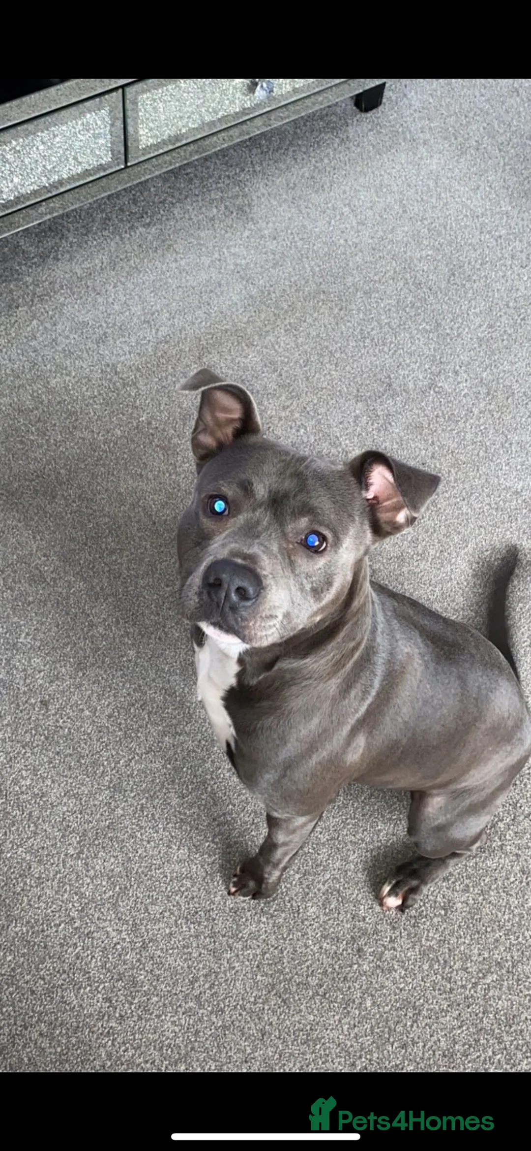 Mixed Breed dogs for sale: Blue staffy cross - Advert 1