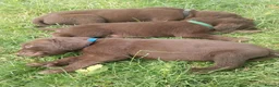 Mixed Breed dogs for sale: Chocolate puppies - Weim x WH Vizsla - Advert 13