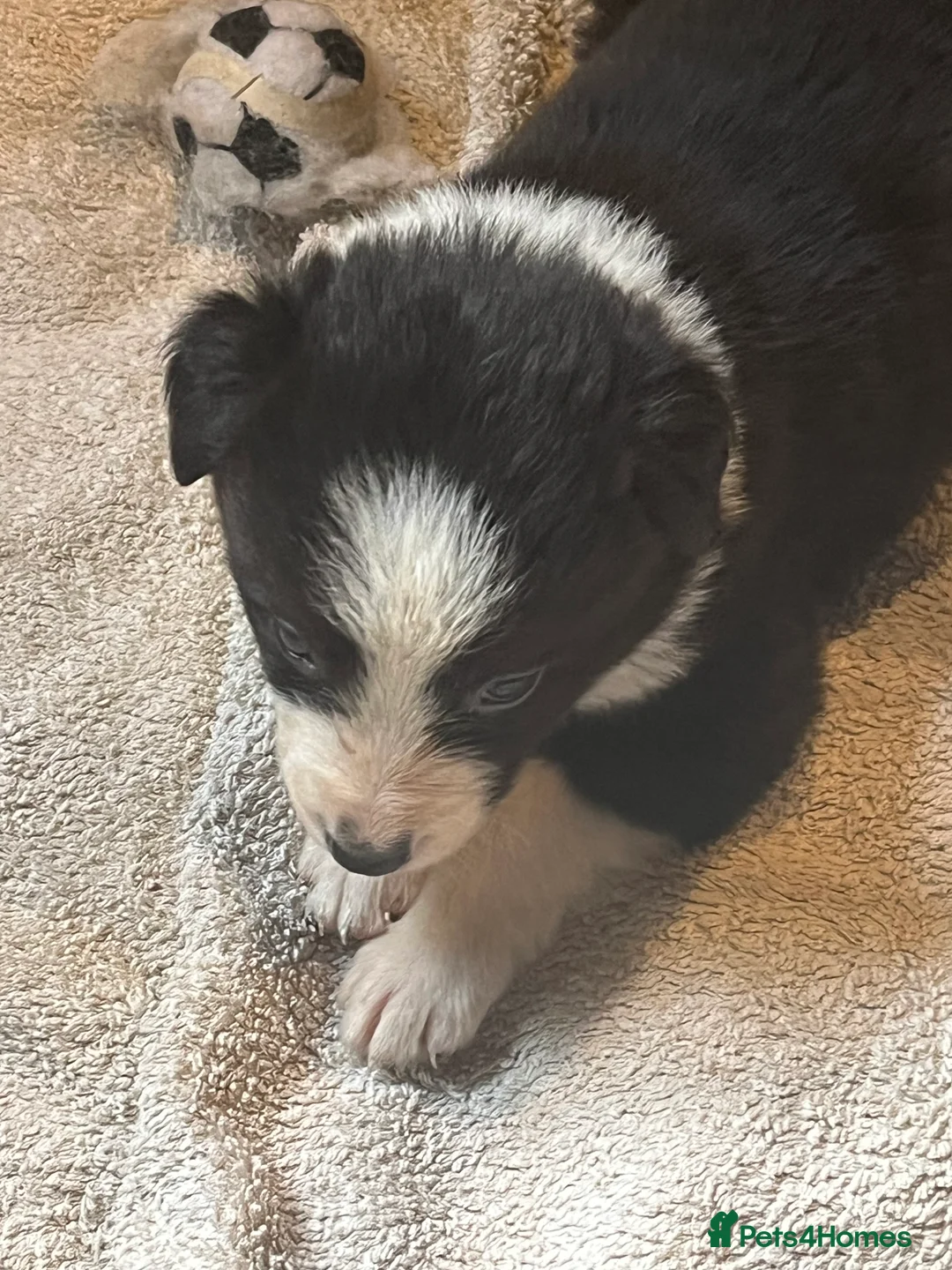 Border Collie dogs for sale: Border collie puppies, excellent litter!!  - Advert 9