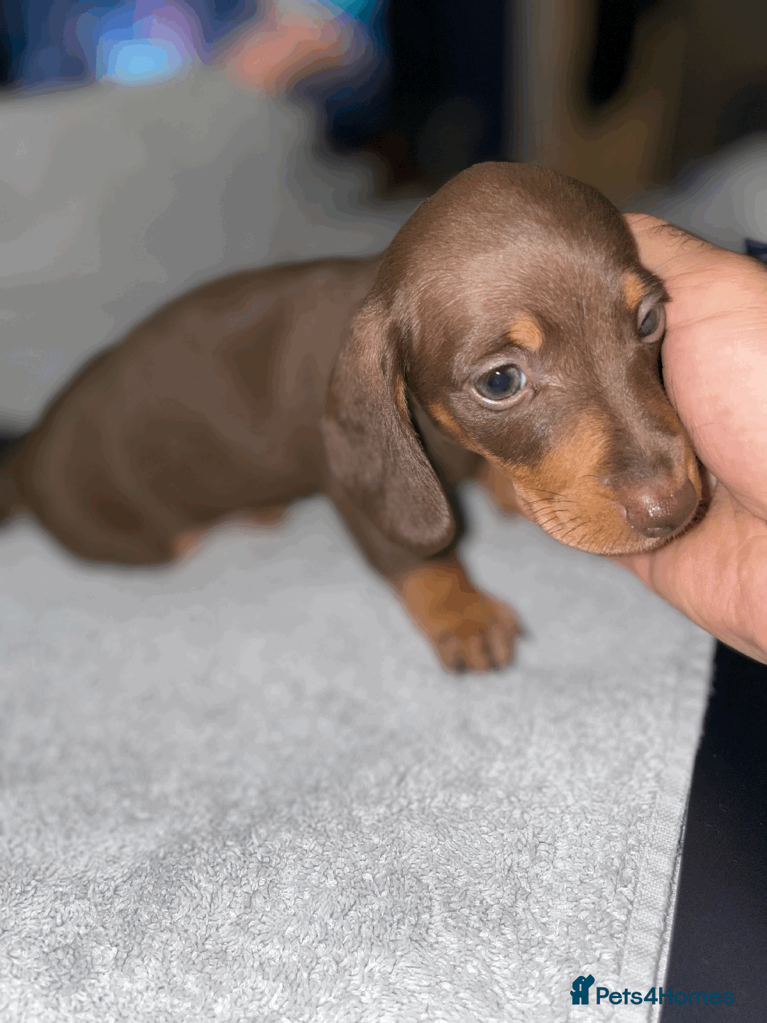 Miniature Dachshund dogs for sale: 🧬 🐶 Beautiful miniature dachshunds 🐶 🧬  - Image 8