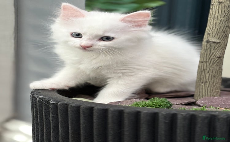 Turkish Angora cats - Advert 4