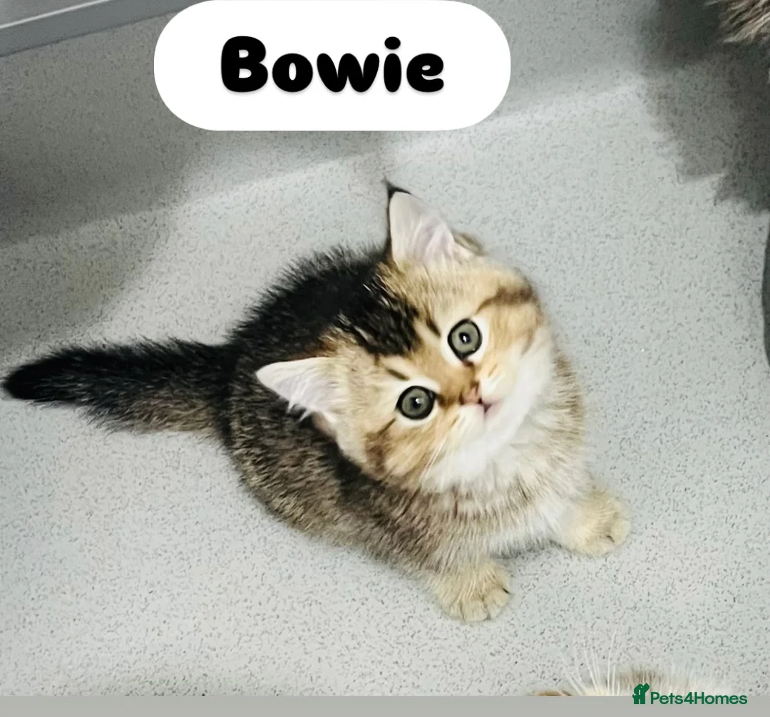 Scottish Fold cats for sale: TICA registered Pedigree boy kitten  - Advert 11