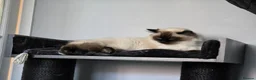 Ragdoll cats for sale: 2 ADULT GIRLS LOOKING FOR NEW HOMES - Advert 11