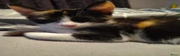 Domestic Shorthair cats for sale: 5 beautiful lovely kittens 🐾🐾 in Boston - Advert 19