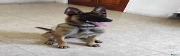 Mixed Breed dogs for adoption: Shanti — 4 Months Old, Super Intelligent  in Boston - Advert 1