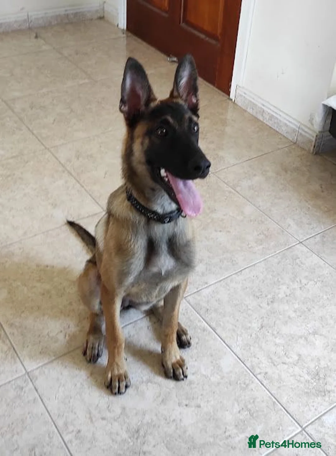 Mixed Breed dogs for adoption: Shanti — 4 Months Old, Super Intelligent  in Boston - Advert 1