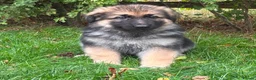 German Shepherd dogs for sale: Pedigree German shepherd puppies  in Ashford - Advert 29