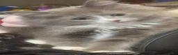 Siberian cats for sale: Beautiful siberian grey kittens - Advert 9