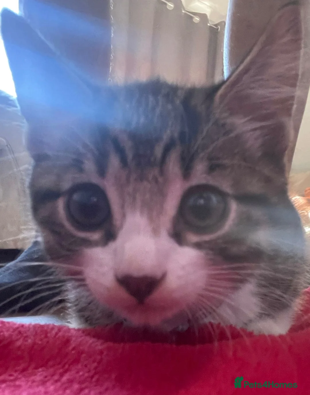 Bengal cats for sale: Beautiful male Bengal kitten  in Sidcup - Advert 1