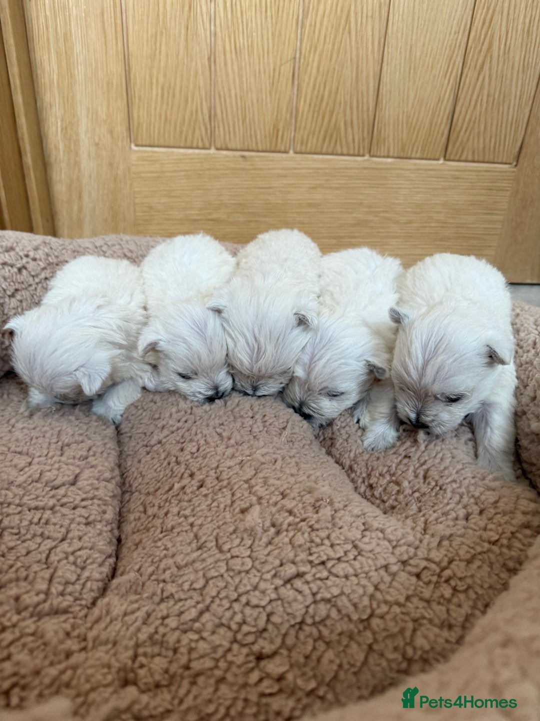 West Highland Terrier dogs for sale: Polish Bloodlines KC Westies.  - Advert 7