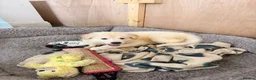 White Swiss Shepherd dogs for sale: 🐾 Swiss White Shepherd Puppies reduced 🐾 - Advert 4