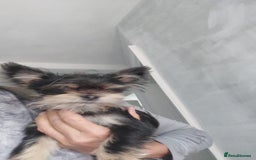 Chorkie dogs for sale: Chorkis pup  - Image 4