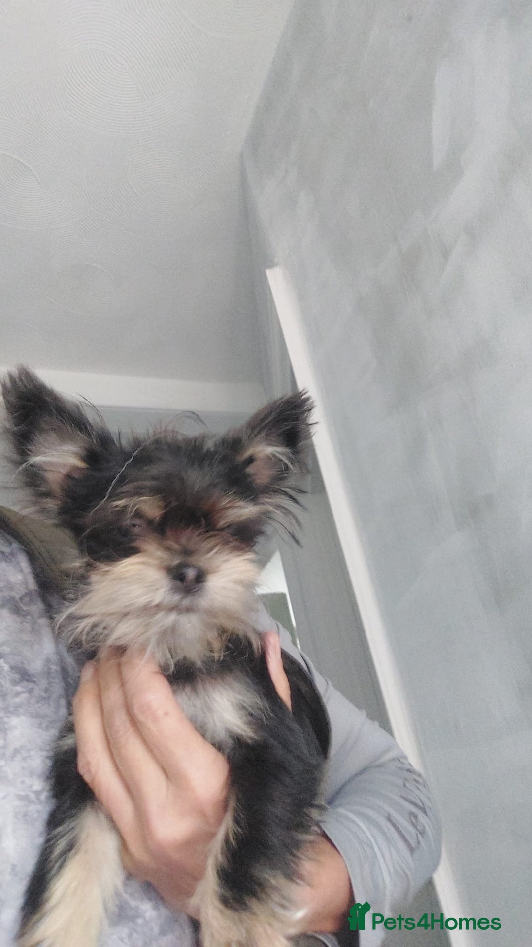 Chorkie dogs for sale: Chorkis pup  - Image 4