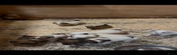 Jack Russell dogs for sale: Jack Russell puppies  - Advert 3