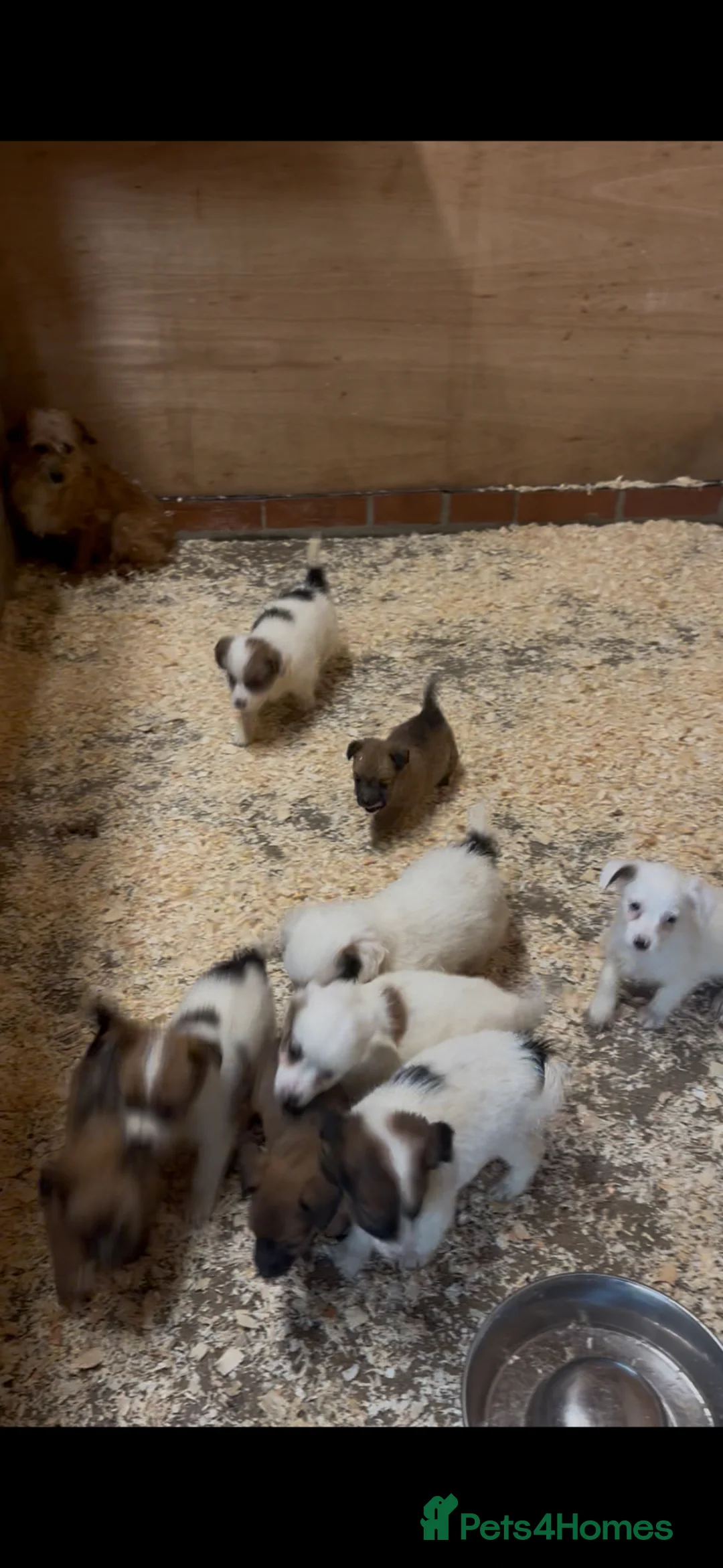 Jack Russell dogs for sale: Jack Russell puppies  - Advert 3