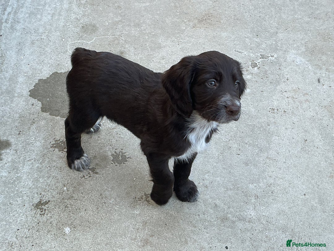 Sprocker dogs for sale:  Sprocker spaniel puppies - Ready Soon ! - Image 18