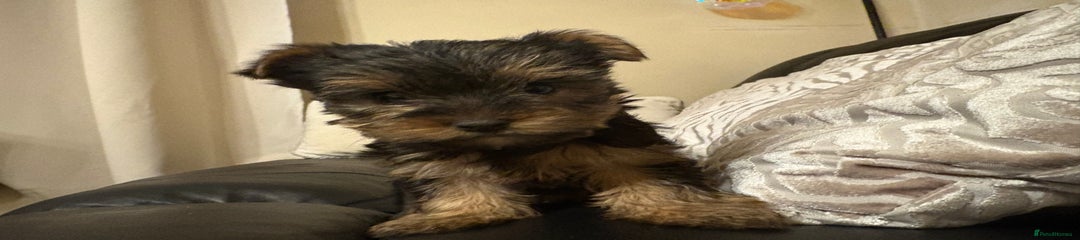 Yorkshire Terrier Puppy 2