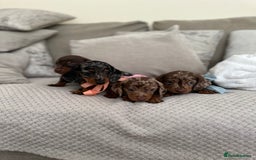 Dachshund dogs for sale: Minnature Long Haired Dachshund puppies  - Image 12