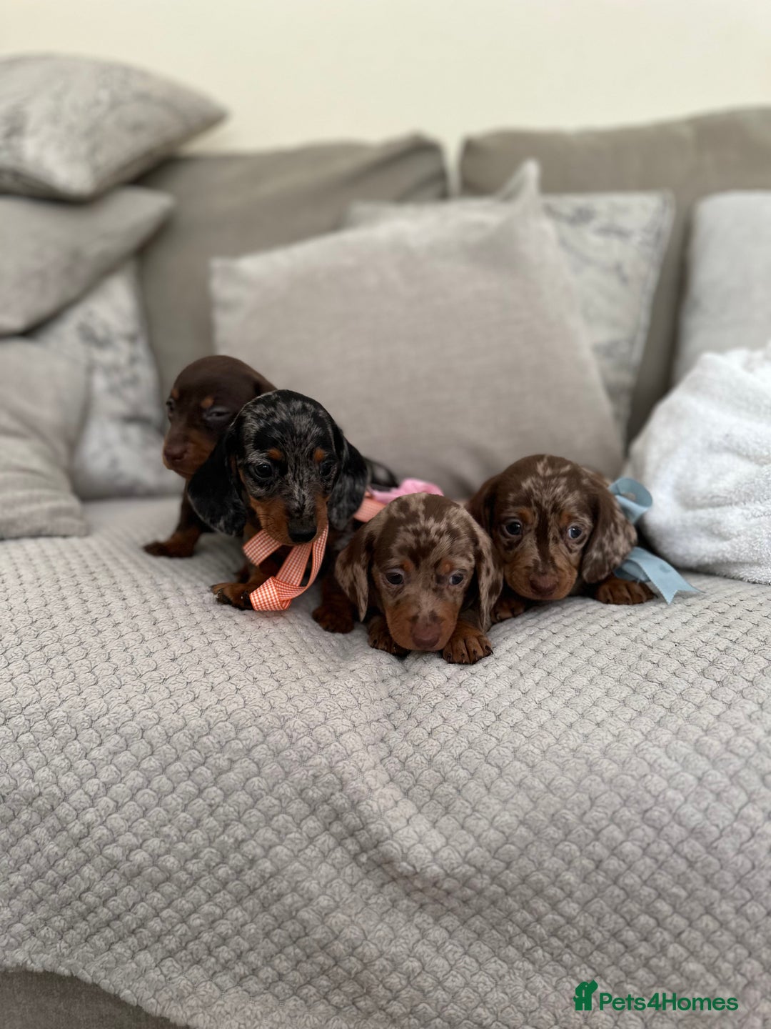 Dachshund dogs for sale: Minnature Long Haired Dachshund puppies  - Image 12