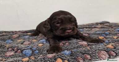 Cocker Spaniel dogs Outstanding Working Cockers 1 Chocolate Boy Left - Advert 5