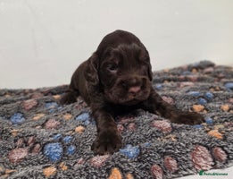 Cocker Spaniel dogs Outstanding Working Cockers 1 Chocolate Boy Left - Advert 5