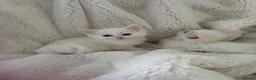 Mixed Breed cats for sale: Half Turkish van fluffy kittens! - Advert 8