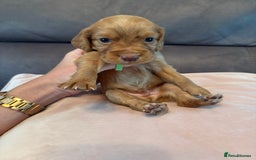 Cocker Spaniel dogs for sale: Kc registered, cocker spaniels. REDUCED PRICE! - Image 4