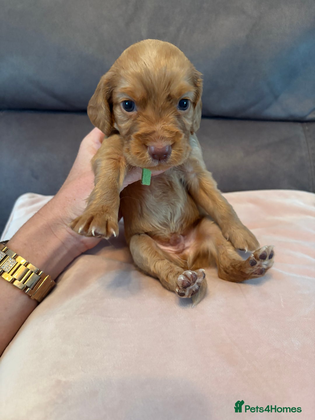 Cocker Spaniel dogs for sale: Kc registered, cocker spaniels. REDUCED PRICE! - Image 4