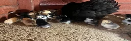 Chickens poultry for sale: Day old Pekin chicks for sale  - Advert 5