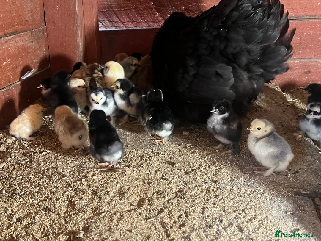 Chickens poultry for sale: Day old Pekin chicks for sale  - Advert 5
