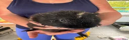 Guinea Pig rodents for sale: Guinea Pigs  - Advert 30