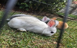 Lionhead rabbits for sale: Stunning Lionhead rabbits. 2 remaining - Image 10